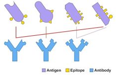 Antibodies and Antigens causes pandemics.