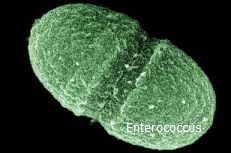 Enterococcus - a global problem.