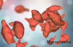 Mycoplasma causes epidemics.