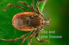 Ticks and Lyme Disease causes epidemics.